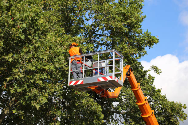 How Our Tree Care Process Works  in  Eastover, NC